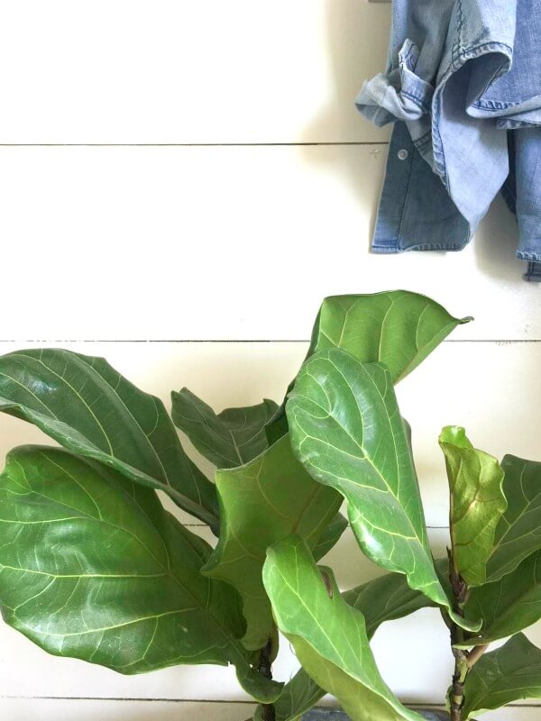 If you told me I could accomplish my farmhouse entry makeover for under $100 dollars I would have said you're crazy! But, guess what? I did! If you told me I could accomplish my farmhouse entry makeover for under $100 dollars I would have said you're crazy! But, guess what? I did!