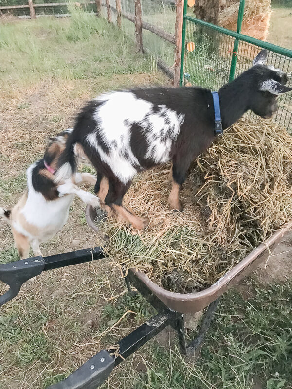 My cute Nigerian Dawrf goats!