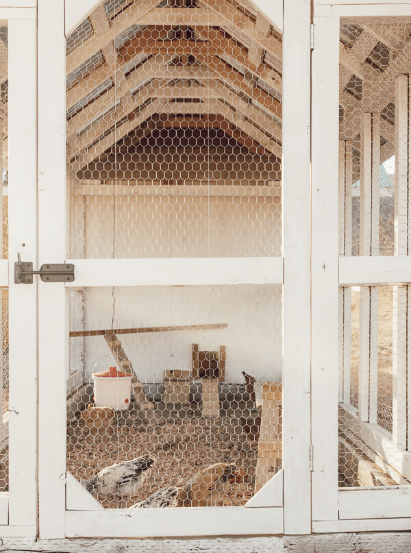 Chicken coop DIY ideas