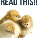 Everything You Need To Know About Raising Baby Chicks Twelve On Main