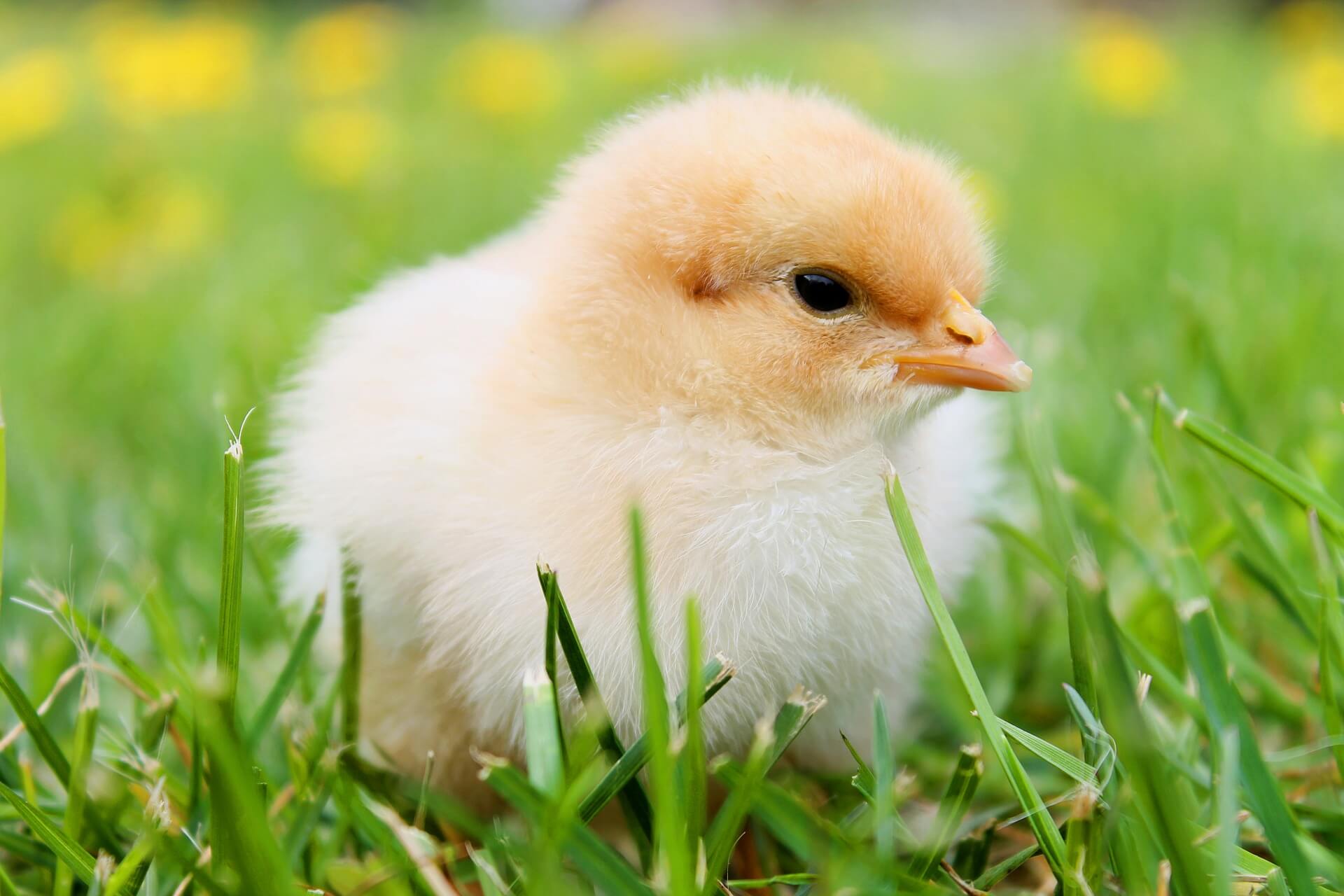 Everything You Need To Know About Raising Baby Chicks Twelve On Main