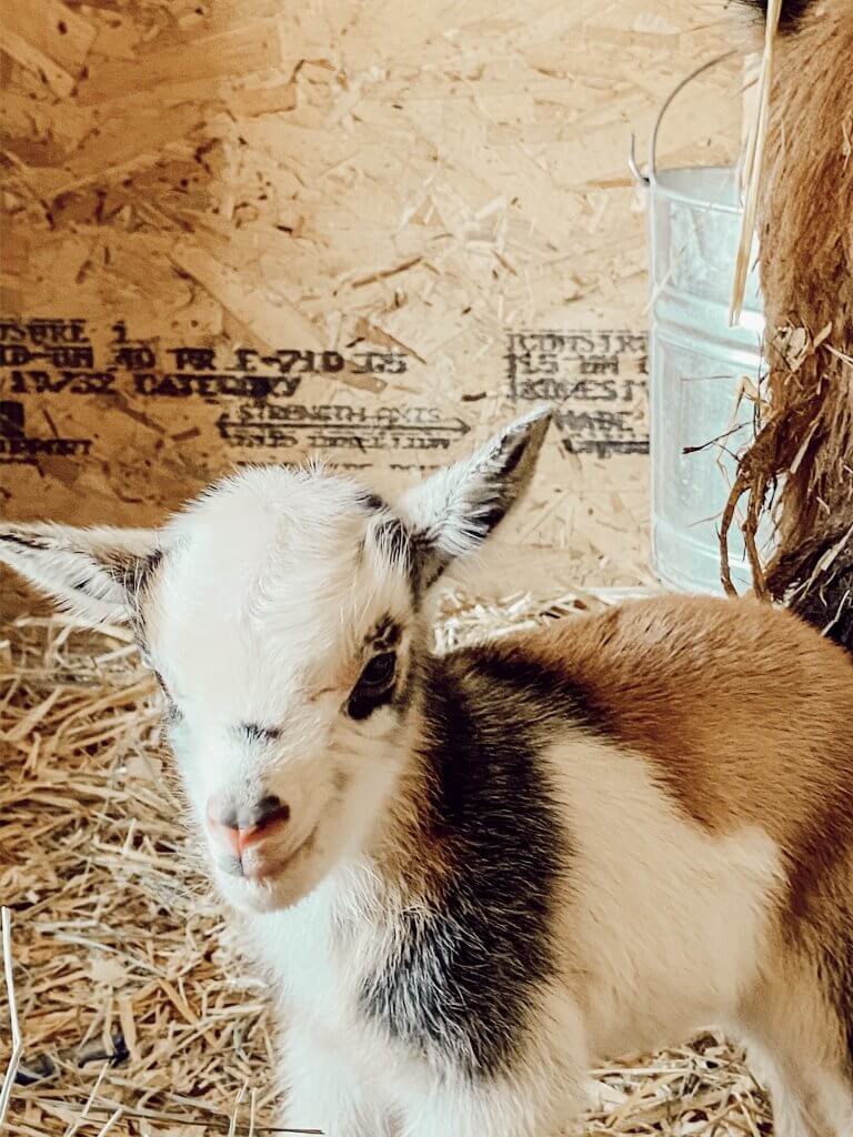 Nigerian dwarf baby goats are the bright spot on our farm. Come have a look and enjoy our glimmer of hope.