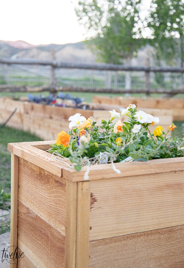 How to make super easy, inexpensive and cute cedar planter boxes to plant flowers, herbs, or evergreen plants. These are so easy, I did them all by myself!