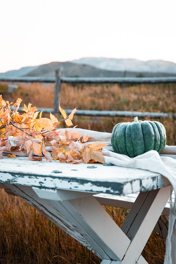 Fall dining in a field with canvas drop cloths as a table runner, fall leaves, real pumpkins all outside.