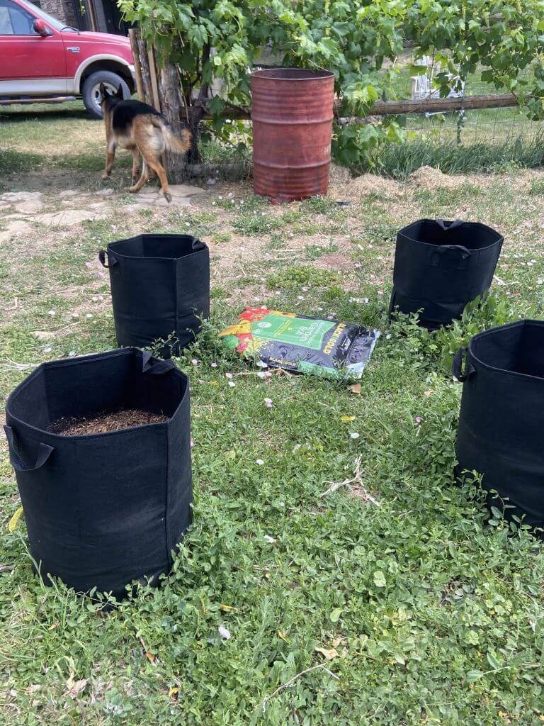How to garden with grow bags for a successful harvest of potatoes, carrots and other vegetables. Growing bags are an essential in the garden.