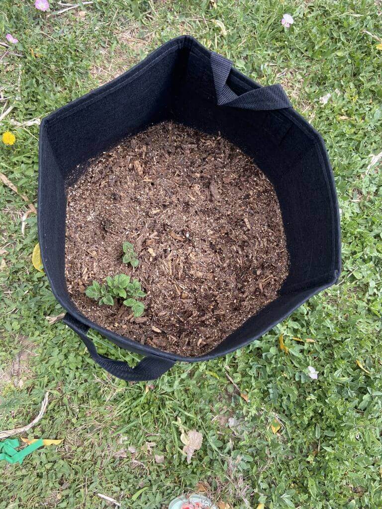 How to garden with grow bags for a successful harvest of potatoes, carrots and other vegetables. Growing bags are an essential in the garden.