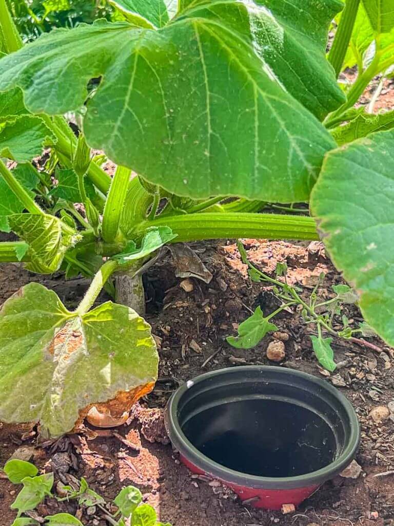 This simple hack will save you time and money when you are struggling to water your plants. How to water plants in a raised garden bed.