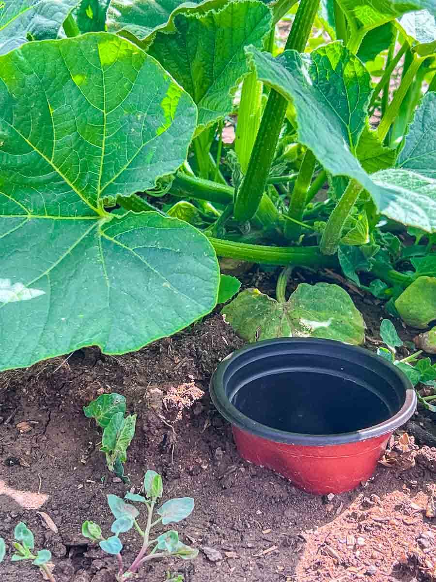 How to Water Plants in Raised Garden Beds Hack